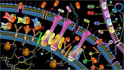 Novel Opportunity to Reverse Antibiotic Resistance: To Explore Traditional Chinese Medicine With Potential Activity Against Antibiotics-Resistance Bacteria